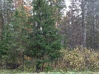 Продается  участок под ИЖС, 14 сот. , Ярославское ш., 29 км. от МКАД, дер.Введенское