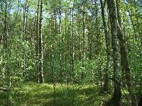 Продается  дом 70 кв.м., участок 8 сот. , Горьковское ш., 27 км. от МКАД. 