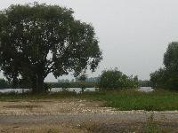 Продается  участок 30 сот. , Новорязанское ш., 55 км. от МКАД. Фаустово. На берегу Москва-реки. Электричка 20 м. пешком.