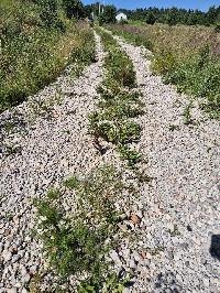 Участок 1.0  соток, Васьково д.