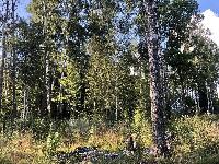 Участок 9.0  соток, Протасово д.