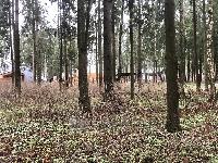 Участок 9.0  соток, Протасово д.