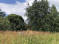 Участок 19.0  соток, Ногинск г.