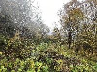 Участок 21.6  соток, Язвище с.