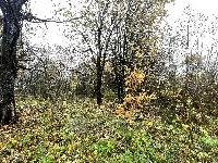 Участок 21.6  соток, Язвище с.