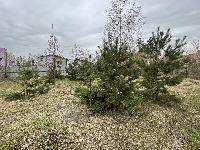 Участок 11.0  соток, Марусино д.