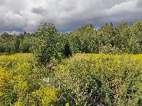 Участок 38.0  соток, Новогорск-1 снт