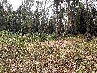 Участок 15.0  соток, Маслово д.