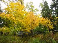 Участок 18.0  соток, Долгиниха д.