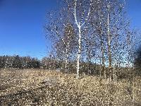 Участок 12.0  соток, Лысково д.