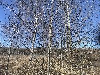 Участок 12.0  соток, Лысково д.