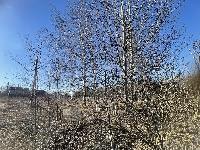 Участок 12.0  соток, Лысково д.