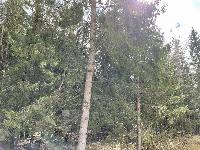 Участок 18.0  соток, Долгиниха д.