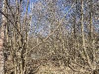 Участок 10.0  соток, Протасово д.