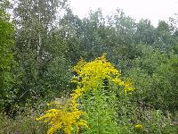 Участок 18.0  соток, Долгиниха д.