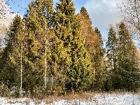 Участок 19.0  соток, Долгиниха д.