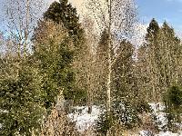 Участок 19.0  соток, Долгиниха д.