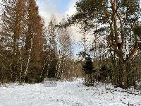 Участок 19.0  соток, Долгиниха д.