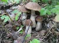 Участок 12.0  соток, Гуслево д.