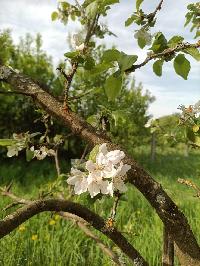 Участок 40.0  соток, Дворяниново д.