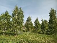 Участок 40.0  соток, Дворяниново д.