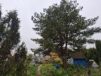 Участок 14.5  соток, Писково д.