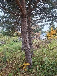 Участок 14.5  соток, Писково д.