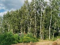 Участок 10.0  соток, Сириус-1 тер.