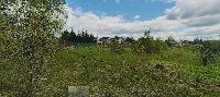 Участок 50.0  соток, Ермолино д.