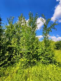 Дом 64.0  м2, Луч Снт