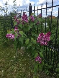 Дом 170.0  м2, СНТ Альпийские луга-1 тер.