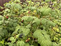 Участок 7.2  соток, Акатово д.