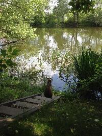 Участок 8.0  соток, Саларьево д.