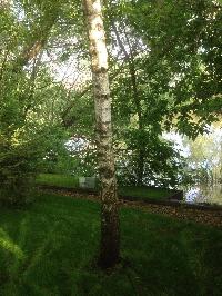 Участок 8.0  соток, Саларьево д.