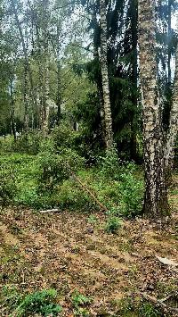 Участок 6.1  соток, Дубровское д.