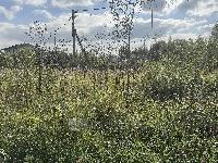 Участок 6.0  соток, СНТ Стрелец тер.