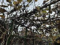 Участок 6.0  соток, Крёкшино д.