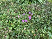 Участок 10.0  соток, Станции Крёкшино п.