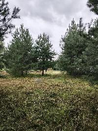 Участок 6.5  соток, Минино д.