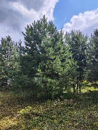 Участок 6.5  соток, Минино д.