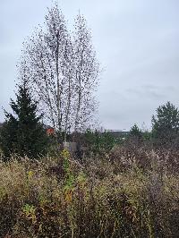 Участок 13.5  соток, Минино д.