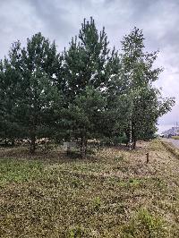 Участок 6.5  соток, Минино д.