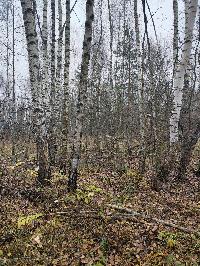 Участок 30.0  соток, Трошково д.