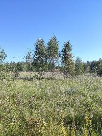 Участок 6.0  соток, Карпово с.