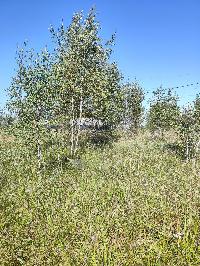 Участок 6.0  соток, Карпово с.