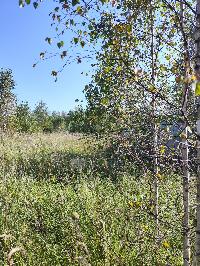 Участок 6.0  соток, Карпово с.