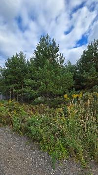 Участок 8.3  соток, Минино д.