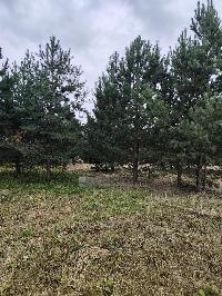 Участок 6.5  соток, Минино д.