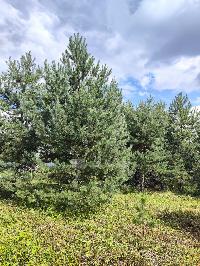 Участок 6.5  соток, Минино д.