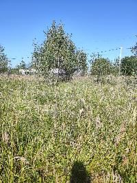 Участок 6.0  соток, Карпово с.